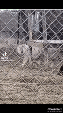 a dog behind a chain link fence with tik tok written on the bottom left