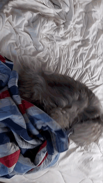 Bedtime Kratu GIF - Bedtime Kratu Funny Dog GIFs