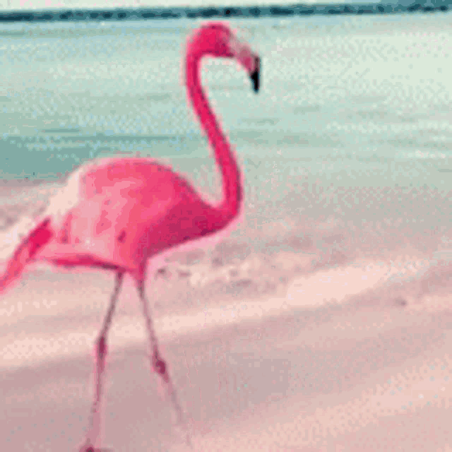 Okbrmohammad Flamingo GIF - Okbrmohammad Okbr Flamingo GIFs
