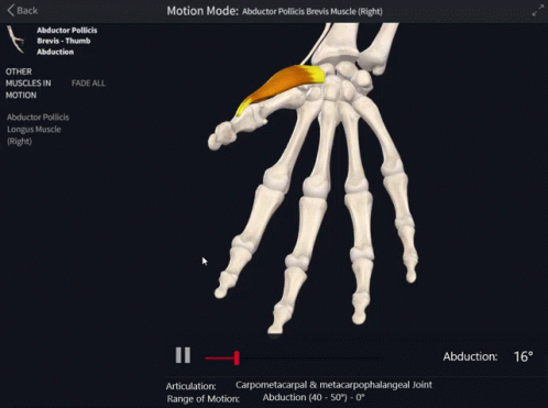Abductor Pollicis Brevis Abduction Of Thumb GIF - Abductor Pollicis Brevis Abduction Of Thumb Thumb GIFs