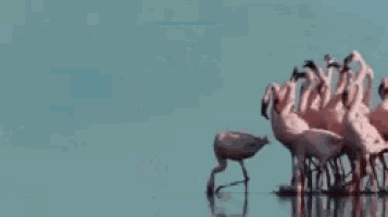 a flock of flamingos are standing in the water with the words weekend written on the bottom .