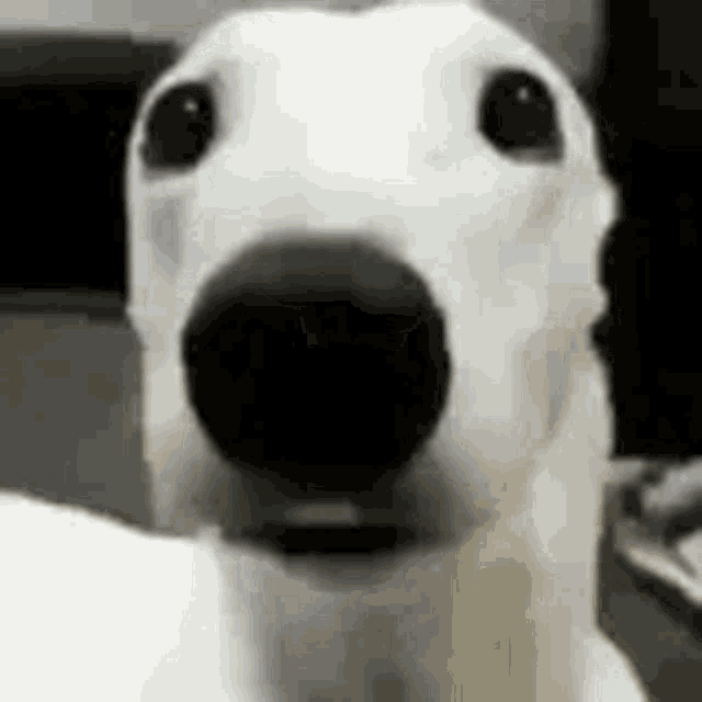 Monka Dog GIF - Monka Dog GIFs