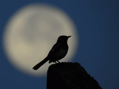 Moon Bird GIF - Moon Bird Nikon GIFs