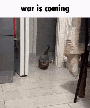 War Is Coming Cat Of War GIF - War Is Coming Cat Of War Cat GIFs