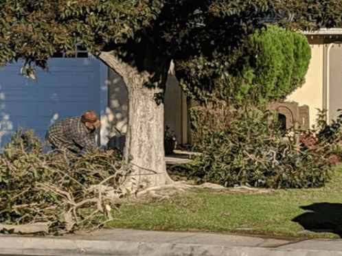 Residential Tree Removal Ca Tree Trimming Ca GIF - Residential Tree Removal Ca Tree Trimming Ca Tree Service Porter Ranch GIFs
