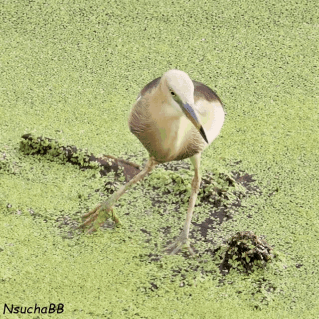 a bird standing in a swamp with the name nsuchabb written below it