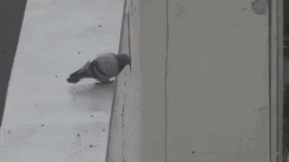 a pigeon is perched on a window sill on a building .