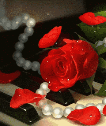 a red rose sits on a piano keyboard next to pearls
