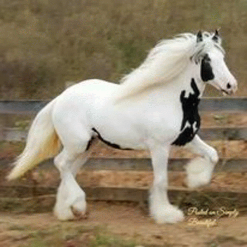 Beatiful Horse GIF - Beatiful Horse GIFs