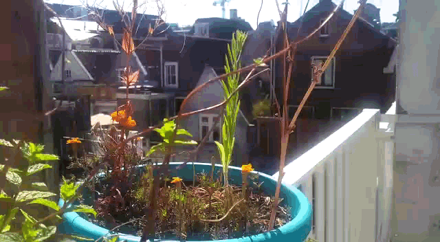 a blue pot filled with plants and flowers sits on a balcony