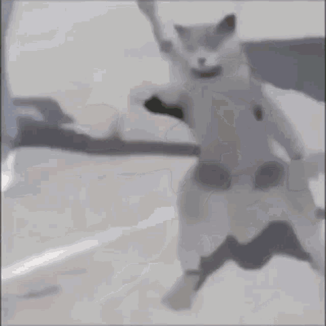 Gato Cat Dancing GIF - Gato Cat Dancing Gato Bailando GIFs