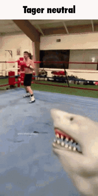 a shark is looking at a boxer in a boxing ring with the words tager neutral above it