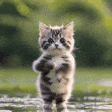 a small kitten is standing on its hind legs looking at the camera