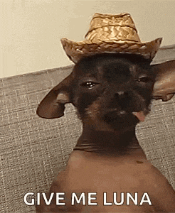 a hairless dog wearing a cowboy hat with its tongue out .