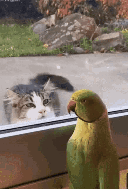 a cat and a parrot look out a window at each other