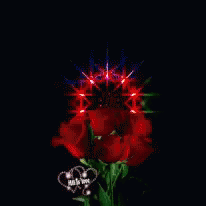 Rose Red Roses GIF - Rose Red Roses GIFs