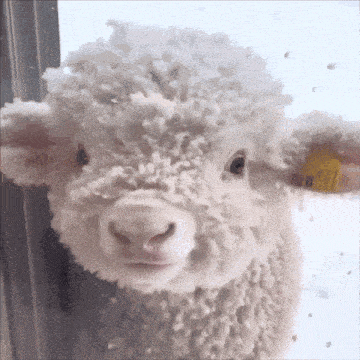 a close up of a sheep with snow on its head
