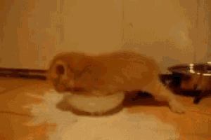 a cat is laying on the floor next to a blue bowl that says nutracare