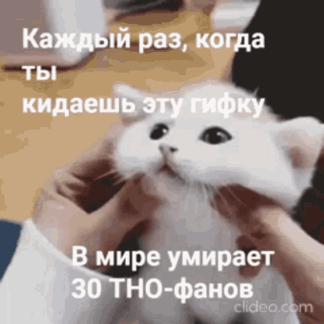 Tno Cat GIF - Tno Cat Funny GIFs
