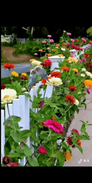 Beautiful Morning Garden GIF - Beautiful Morning Garden Flower GIFs