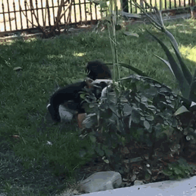 a black and white dog laying in the grass near a fence