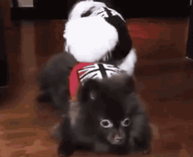 two dogs are sitting on top of each other wearing costumes .