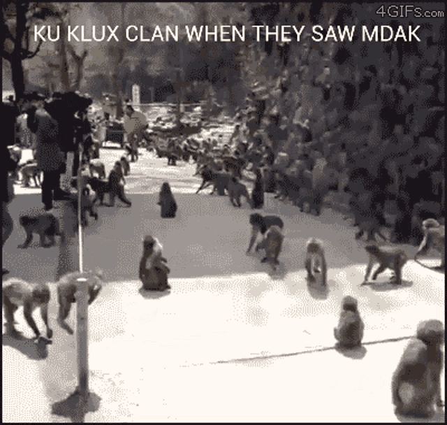 a bunch of monkeys are walking down a sidewalk and the caption says ku klux clan when they saw mdak