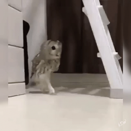 Owl Who GIF - Owl Who Im GIFs
