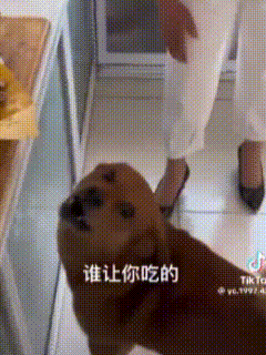 a dog is standing next to a person in a kitchen and looking at the camera .