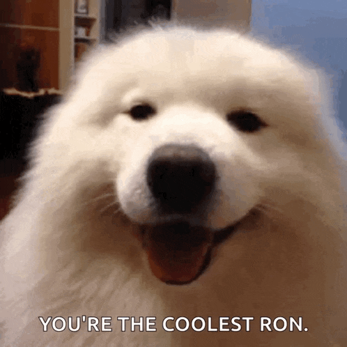 a white dog says you 're the coolest ron .