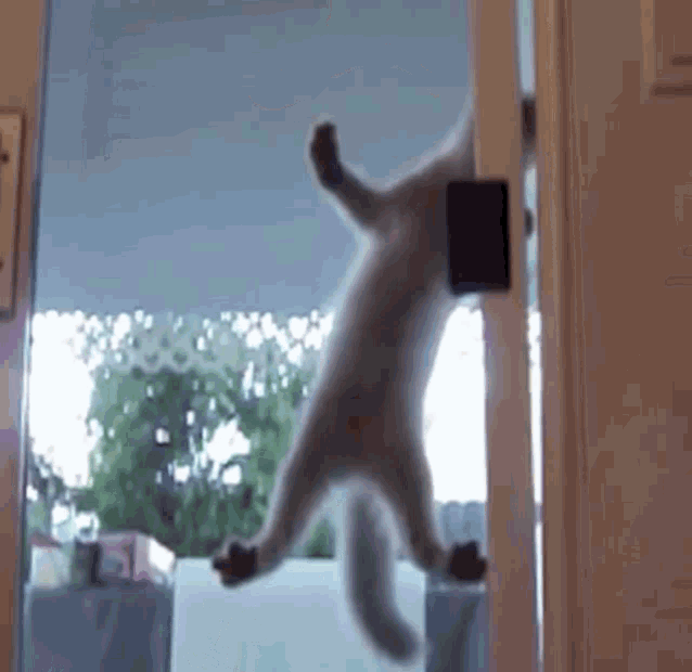 Cat Door Cat Climb GIF - Cat Door Cat Climb Climbing GIFs