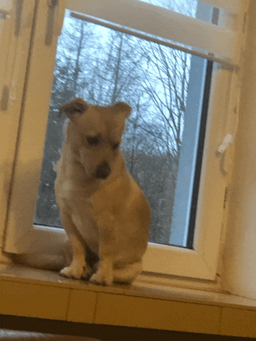 a small dog sits on a window sill looking out the window