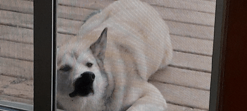 a dog laying on a wooden deck behind a screen