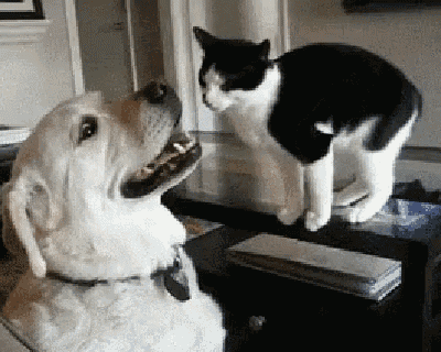 Cat Dog GIF - Cat Dog Cat And Dog Playing GIFs