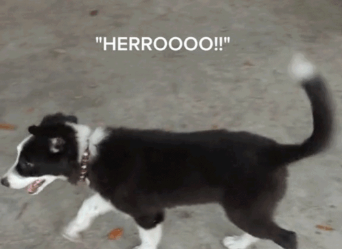 Hello Dog Herro GIF - Hello Dog Herro Hello GIFs