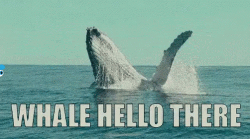 Blinkless Whale GIF - Blinkless Whale Hello GIFs