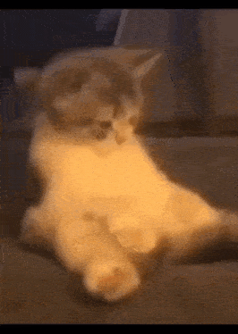a cat is laying on its back on a couch with its legs crossed .