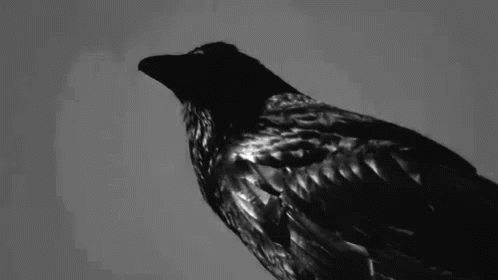 Crow Bird GIF - Crow Bird Raven GIFs