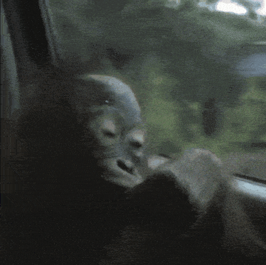 a close up of a monkey looking out a car window