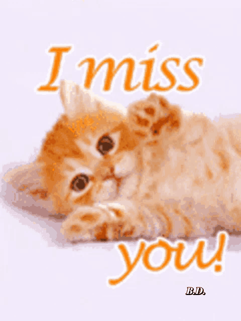 a picture of a kitten with the words " i miss you " on it