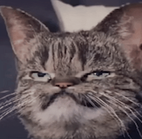 a close up of a cat 's face with an angry expression