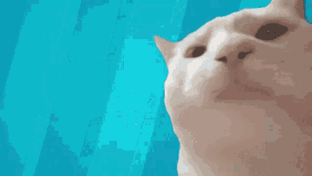 Mapache Rants Cat Vibes To GIF - Mapache Rants Cat Vibes To Cat Vibes GIFs
