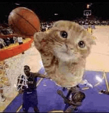 a cat is playing basketball on a basketball court with a basketball player .