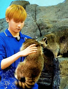 a man in a blue shirt is petting a raccoon while another raccoon looks on