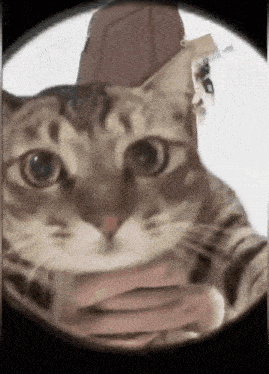 a close up of a cat looking through a magnifying glass .