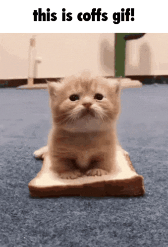 a kitten is sitting on a piece of bread with the caption " this is coffs gif "