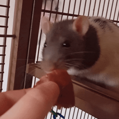 a rat in a cage is eating a piece of meat