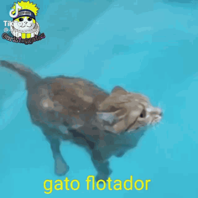 a cat is swimming in a pool with the words gato flotador on the bottom