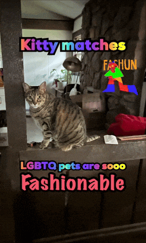 a picture of a cat with the words " kitty matches lgbtq pets are sooo fashionable "