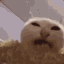 a close up of a cat 's face with its mouth open and a blurred background .